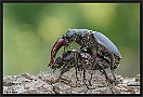 Vliegend Hert, Stag Beetle, Lucanus cervus Location: Twente, the Netherlands vliegend hert 7D 1837 kopie